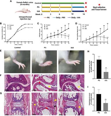 Frontiers Indole Acetic Acid Alters Intestinal Microbiota And Alleviates Ankylosing